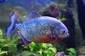 Image showing big piranha fish