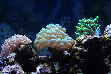 Image showing sea aquarium background