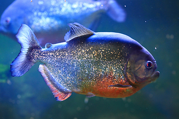 Image showing big piranha fish