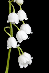 Image showing Lily of the valley flowers
