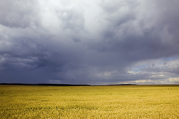 Image showing summer agricultural field