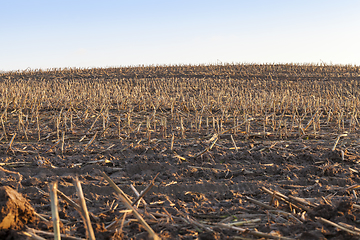 Image showing stubble on an field