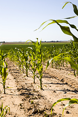 Image showing organic agriculture sweet corn