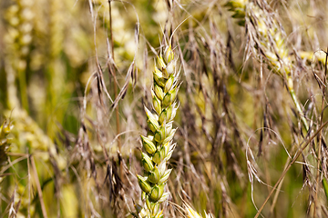 Image showing yellowing wheat in summer