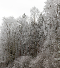 Image showing winter day after a snowfall