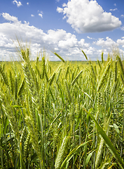 Image showing immature cereals