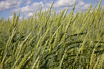 Image showing real organic green rye