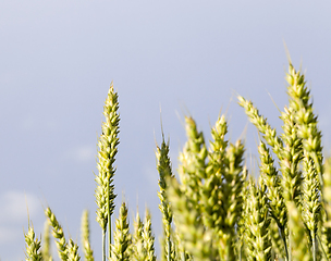 Image showing natural green ears of wheat