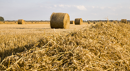 Image showing stacks of wheat straw