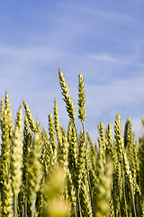 Image showing natural green ears of wheat