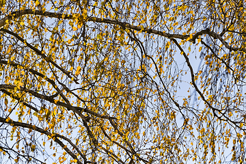 Image showing golden birch foliage