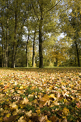 Image showing Fall leaves fall season