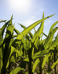 Image showing completely filled with corn