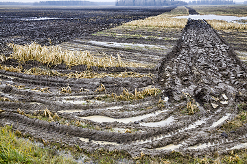 Image showing the agricultural field where corn is collected