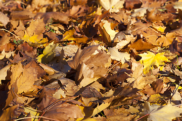 Image showing Dry foliage fallen