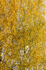 Image showing abstract background of birch foliage