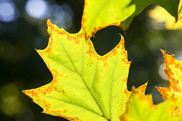 Image showing oak foliage