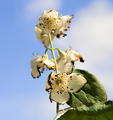 Image showing white beautiful and fragrant jasmine