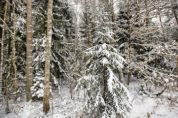 Image showing coniferous trees, spruce