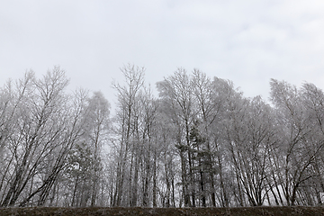 Image showing bare tree winter