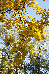 Image showing yellowed maple trees in autumn