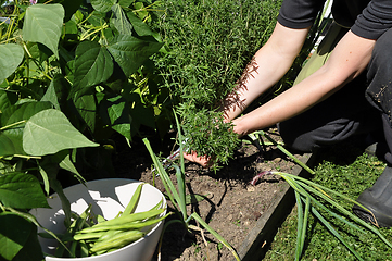 Image showing Runner pole and Savory harvest in garden