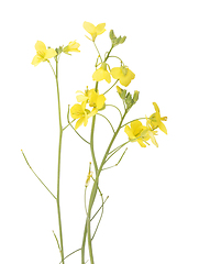 Image showing Roquette flower isolated on background