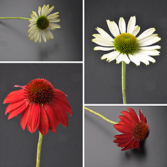 Image showing Echinacea flowers as collage