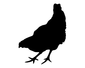 Image showing Silhouette of a hen on white background