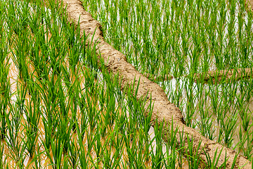 Image showing Rice plantations. Vietnam