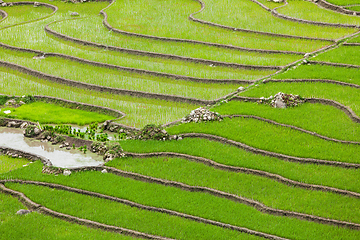 Image showing Rice plantations. Vietnam