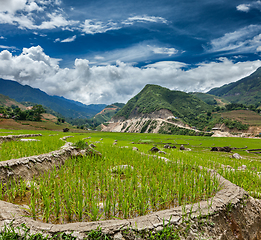 Image showing Rice plantations. Vietnam