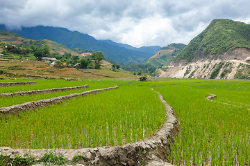 Image showing Rice plantations. Vietnam