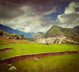 Image showing Rice plantations. Vietnam