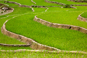 Image showing Rice plantations. Vietnam