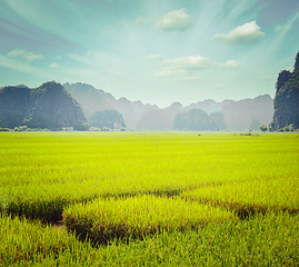 Image showing Rice field. Mui Ne