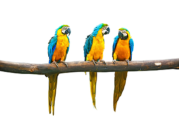 Image showing Blue-and-Yellow Macaw