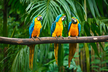 Image showing Blue-and-Yellow Macaw