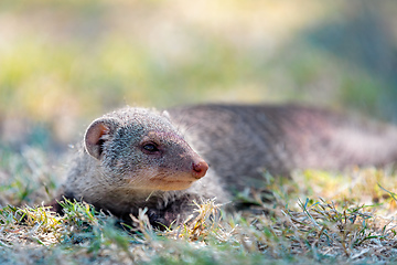 Image showing Banded mongoose, Namibia Africa, Safari wildlife