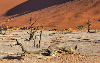 Image showing dry acacia tree in dead in Sossusvlei, Namibia