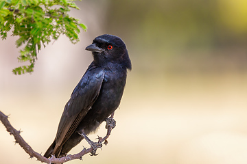 Image showing bird Fork-tailed Drongo Africa Namibia safari wildlife