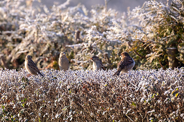 Image showing beautiful small bird house sparrow in winter