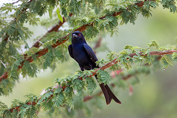 Image showing bird Fork-tailed Drongo Africa Namibia safari wildlife