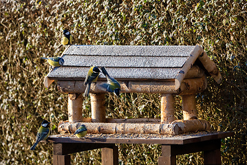 Image showing beautiful small bird great tit on bird feeder