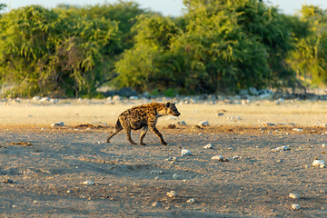 Image showing Spotted hyena in etosha bush Namibia, Africa safari wildlife