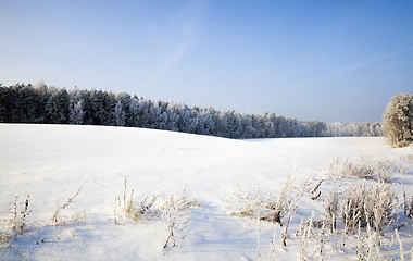 Image showing winter landscape with snow