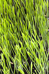 Image showing close-up of young green grass