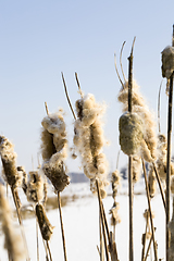 Image showing frosty winter morning