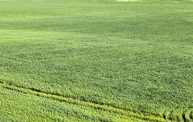 Image showing close-up of young green grass