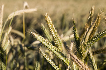 Image showing agricultural fields eastern Europe